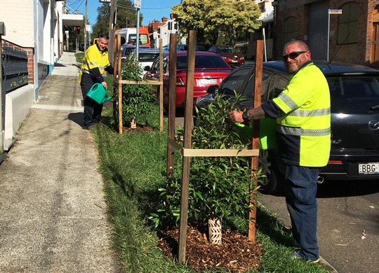 Street tree planting